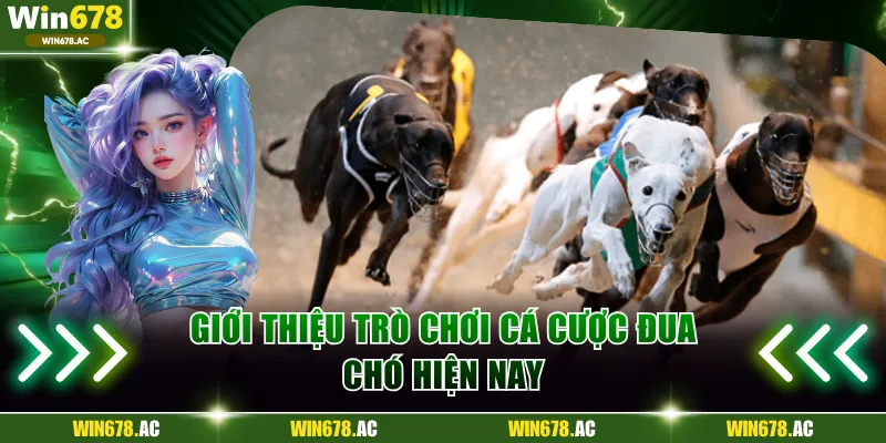 Giới thiệu trò chơi cá cược đua chó hiện nay